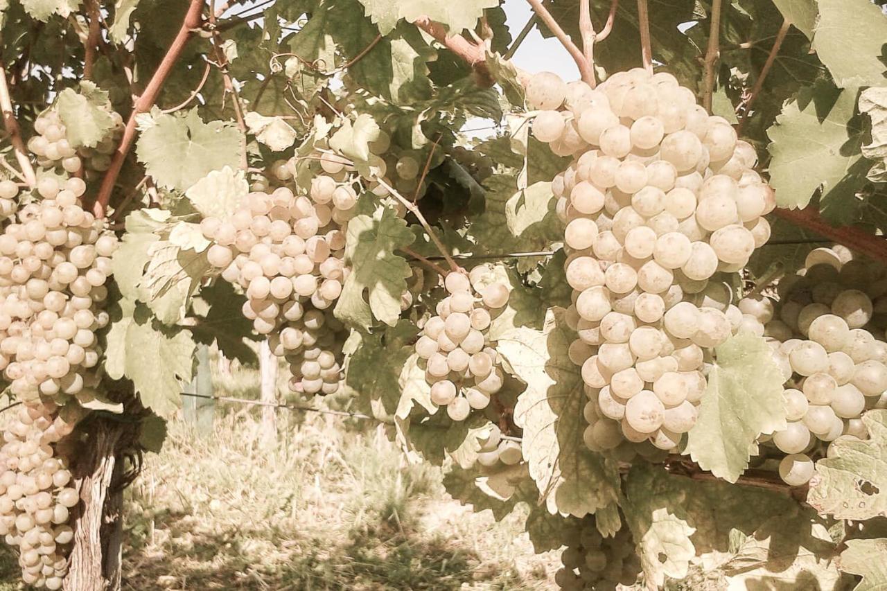 Ferienwohnung Am Weingut Eisenbock Strass  外观 照片